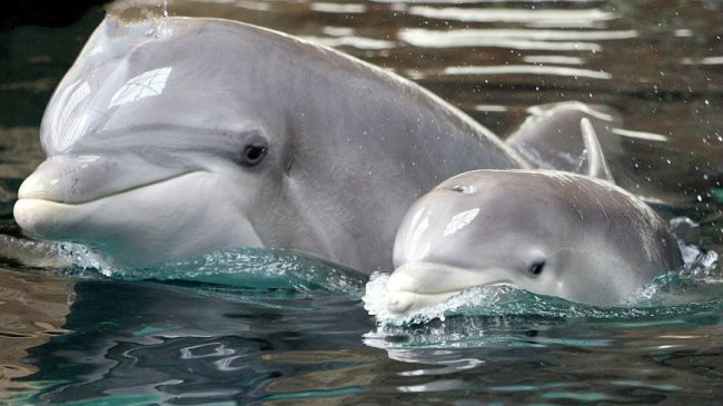 模仿人工海豚音！ 聪明海豚试图与人对话