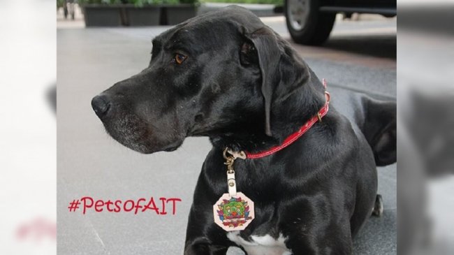 史上首只使节「狗医师」 AIT明星犬将执业