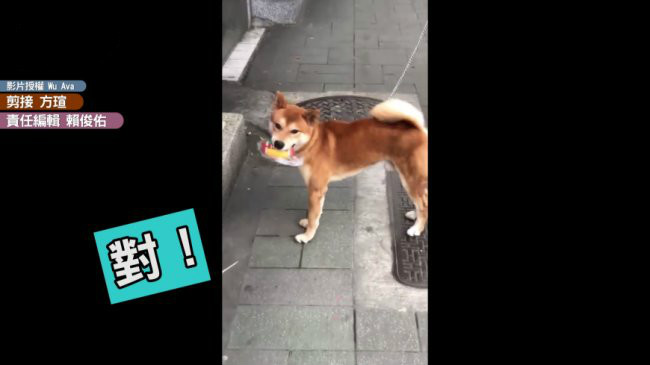 被问买新玩具？萌柴大力点头 想赶快回家玩