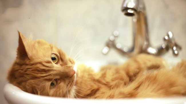 研究猫是否为液体？ 学者获搞笑诺贝尔奖