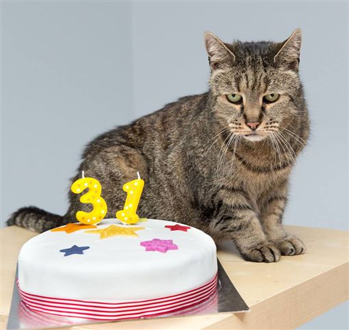 世界最老猫咪「肉豆蔻」心脏衰竭 高龄144岁辞世