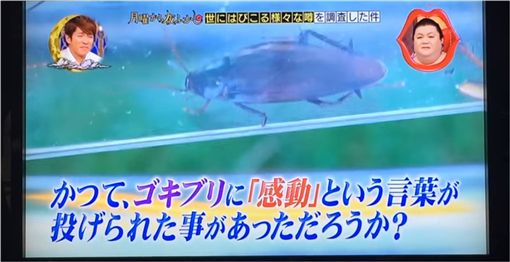 北海道民众「没见过蟑螂」 初次见面竟「觉得感动」