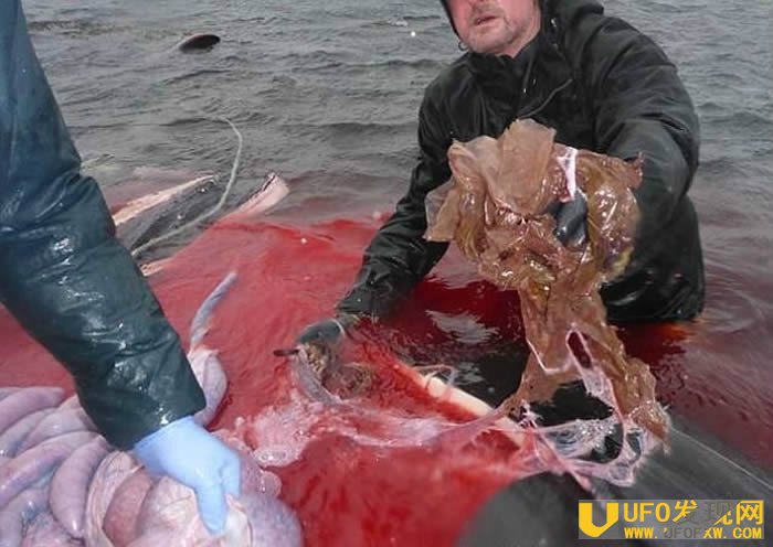 6米雄性柯氏喙鲸搁浅苏格兰斯凯岛死亡 肚内藏4公斤塑料袋