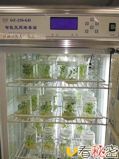 首次月面生物实验: 如何在月球上开出人类第一朵花