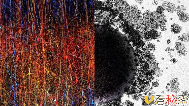 科学家发现人脑可创造出高达11维度的结构！