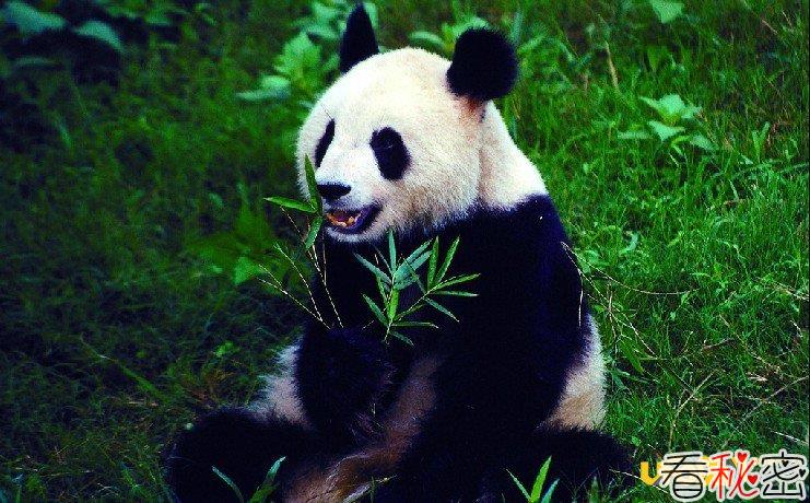 赠与澳门大熊猫肾衰死亡情况罕见