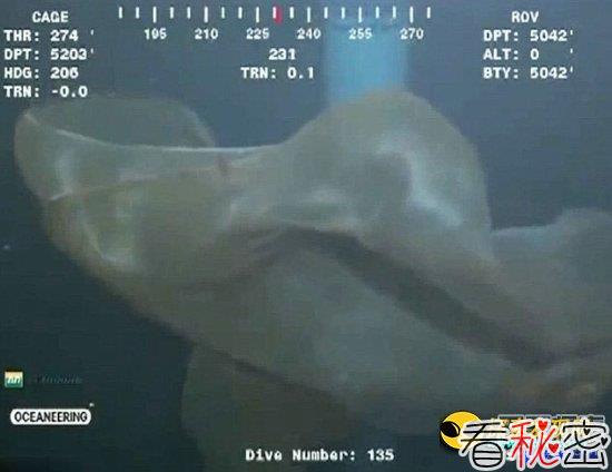 墨膜状深海怪物身份确认：胎盘水母