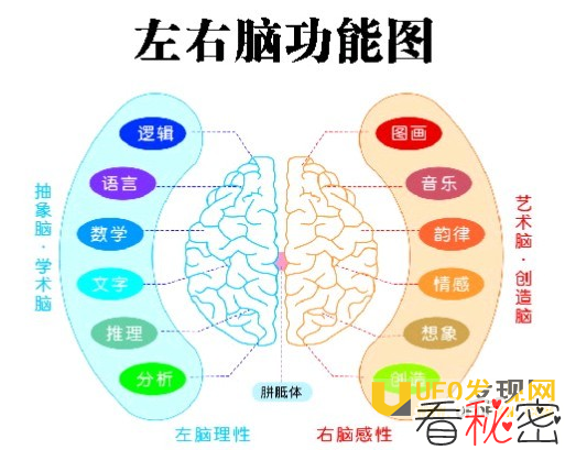 大脑的奥秘，科学揭秘人类大脑如何一心二用!