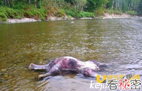 布雷路怪兽长什么样子？目击者自曝劲爆的惊险画面