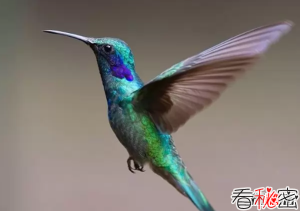 世界上最有趣的十种动物 第四有三颗心/能随意改变大小