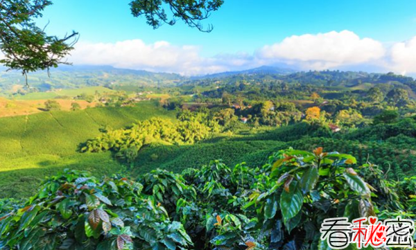 全球十大咖啡生产国 越南排第二,第五美誉为咖啡之乡
