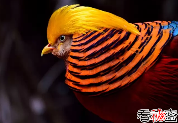 世界上最罕见美丽的十种鸟 红鹳上榜,第二寿命长达50年