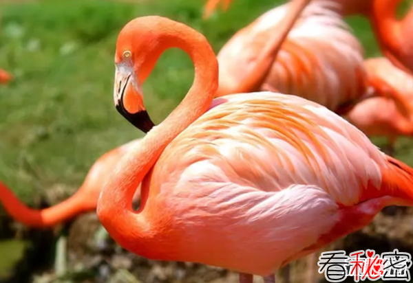 世界上最罕见美丽的十种鸟 红鹳上榜,第二寿命长达50年