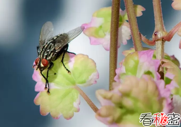 什么动物寿命短?盘点世界上寿命最短的十大动物