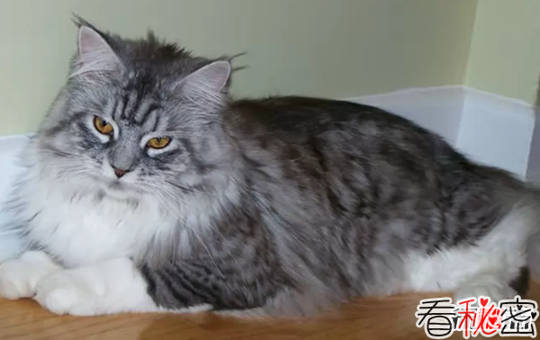 世界上10大最好看的猫品种 暹罗猫/玩具虎猫榜上有名世界上10大最好看的猫品种 暹罗猫/玩具虎猫榜上有名