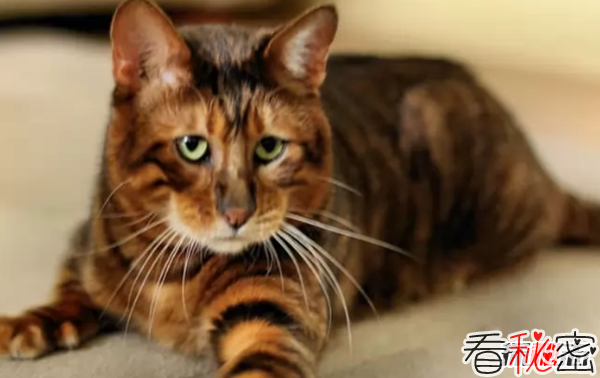 世界上10大最好看的猫品种 暹罗猫/玩具虎猫榜上有名