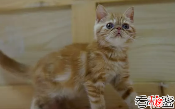 世界上10大最好看的猫品种 暹罗猫/玩具虎猫榜上有名