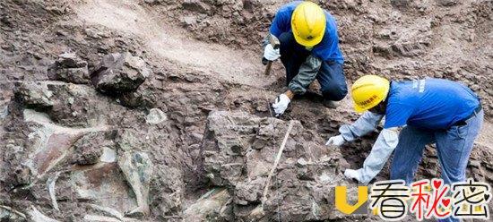 重庆现恐龙化石群 150米恐龙化石墙令人惊喜