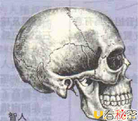 摩洛哥现智人化石 目前为止世界上最早的5位智人被找到