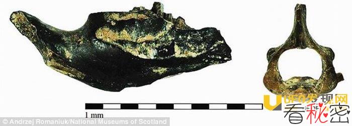 苏格兰新石器时代遗址发现大量田鼠骨骼残骸 5000年前早期人类曾以田鼠为食