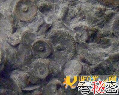 俄罗斯机械齿轮