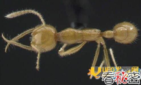 盘点地球数万年来从未进化的动物活化石有哪些？