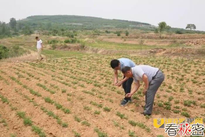 考古学者马宝光在方城县袁店乡河西三四级阶地岗坡上发现数千件旧石器