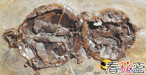 出土4700万年前乌龟交配化石