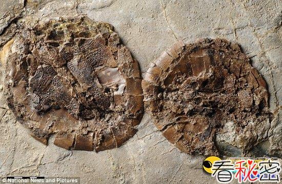 德发现5000万年前保持交配姿势的龟化石