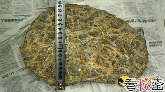 黑龙江男子收藏的“野人化石”被曝光