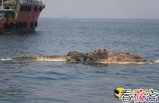 伊朗海军发现15米长海洋“怪物”尸体