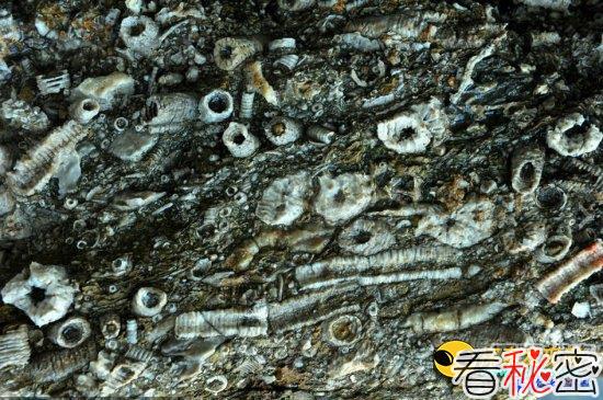 惊人发现！陕西出土五亿年前海百合化石