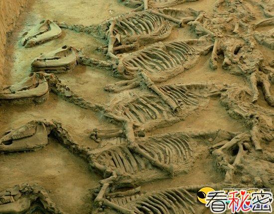 浙江东阳海锣岩山发现恐龙脚印化石