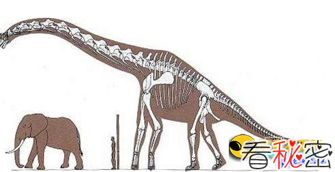 探秘蜥脚类恐龙为何有巨大的体型