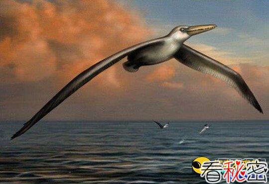 史前最大鸟类化石：巨翼展开超6米