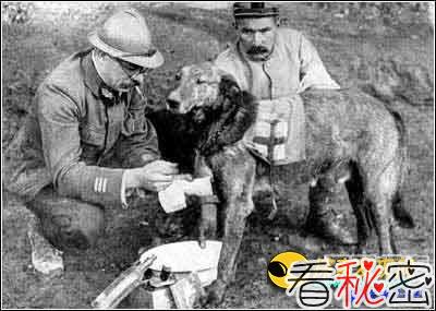 二战风云：军犬带你走向胜利