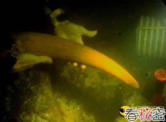 12大水下考古发现：忽必烈征日舰现身