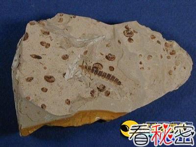 云南发现软躯体动物化石新的层位