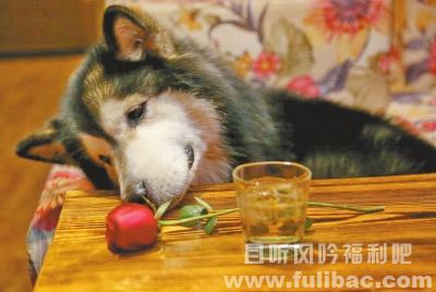 单身狗
