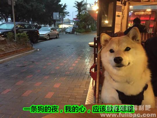 单身狗