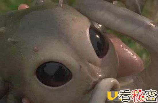外星人宝宝降临墨西哥农场 外星人竟然复仇将农场主杀死了！