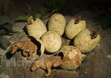 1993年7月3日：河南发现恐龙蛋化石群