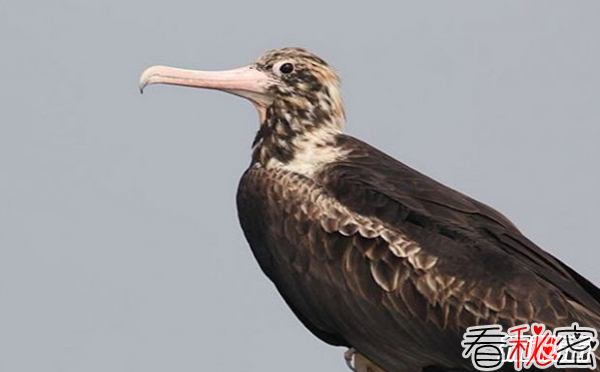 世界十大珍稀鸟类 丹顶鹤排名第六,第一有可能看不到了