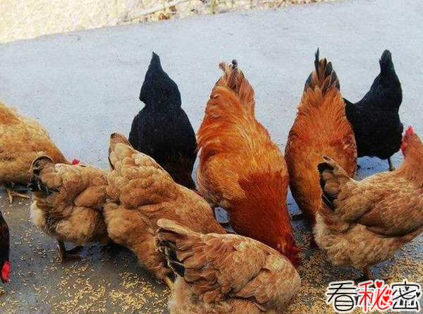 世界上什么鸟最多?揭秘世界上数量最多的十大鸟类
