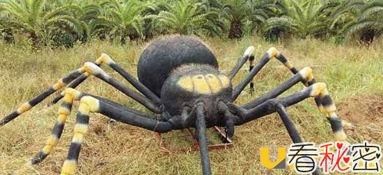 南极洲惊现巨型蜘蛛 蜘蛛腿围可达到25厘米令人害怕
