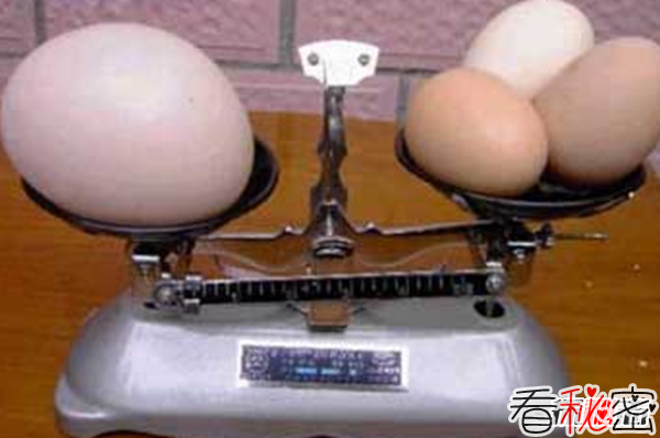 一枚鸡蛋约重多少克?揭秘世界上最大的鸡蛋