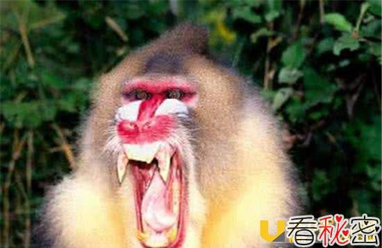 山魈到底是什么？ 山魈比人类还聪明是真的吗？