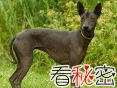 世界十大最丑的狗 第三来自中国天生造型杀马特