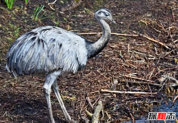 世界上10只最大的活鸟 第九腿短跑得快,第二寿命长达50年