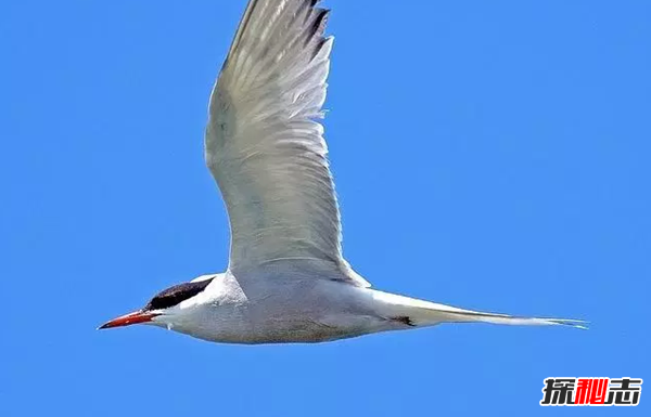 世界上最美丽的10种白鸟 没见过的可亏大了!(图片曝光)